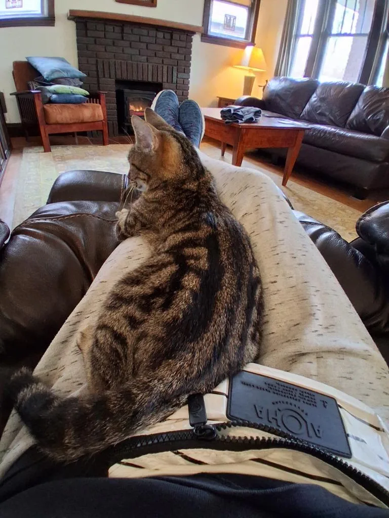 Torracat thumbnail 5