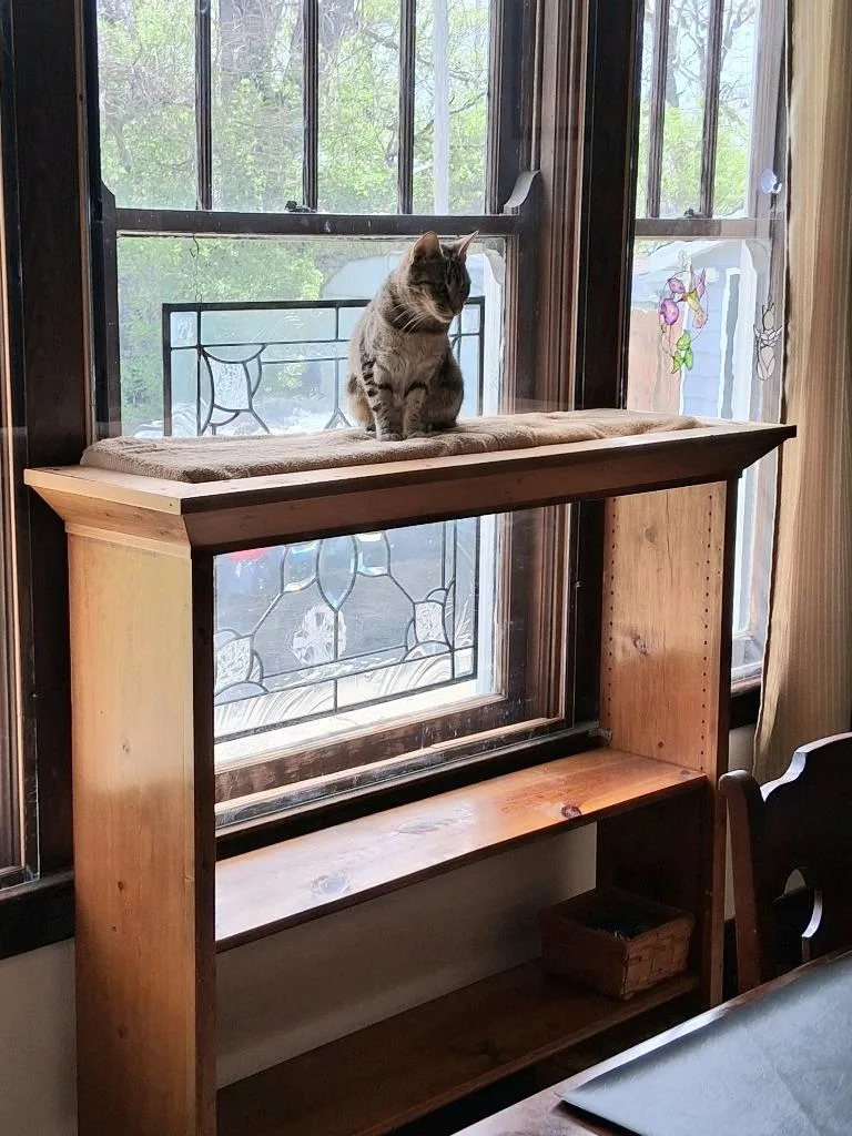 Torracat thumbnail 6