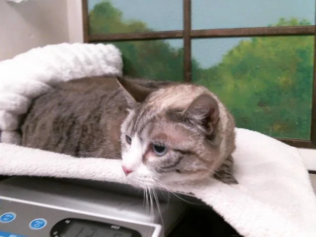 An adult large-sized female Siamese cat named Pearl for adoption in Houston, TX