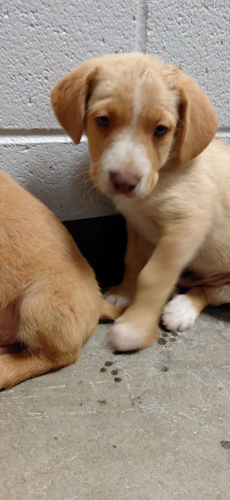 A baby small-sized male Mixed Breed dog named Deno for adoption in Henderson, NC