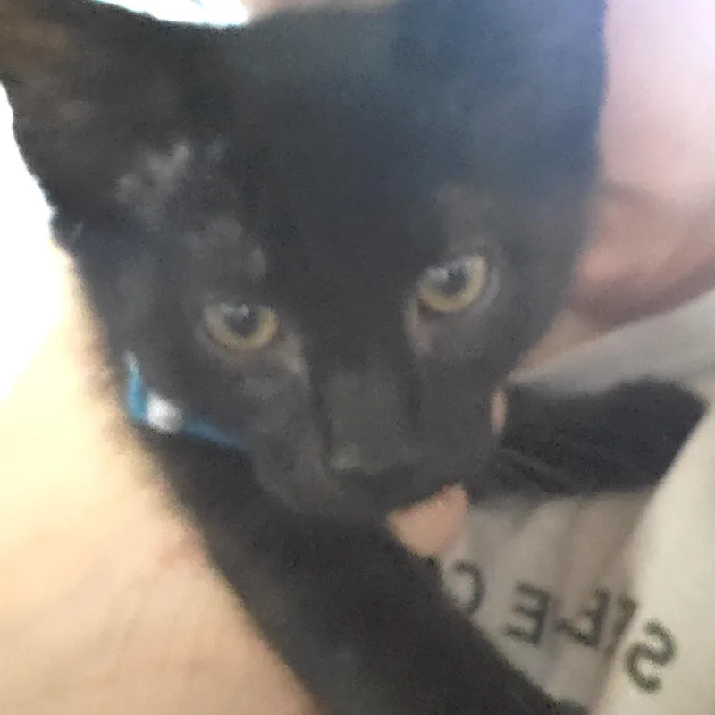 A baby medium-sized male Black Domestic Short Hair cat named Schmidt for adoption in Denver, CO