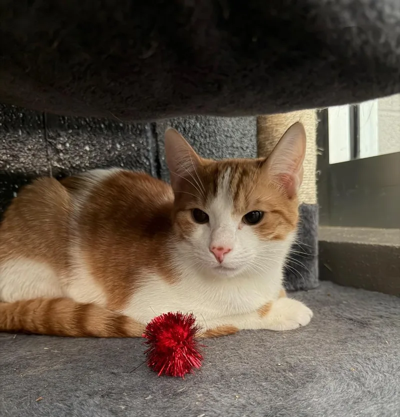 A baby small-sized male Domestic Short Hair cat named Candy Cane for adoption in Hyde Park, NY