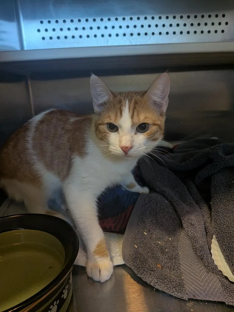 Candy Cane thumbnail 2