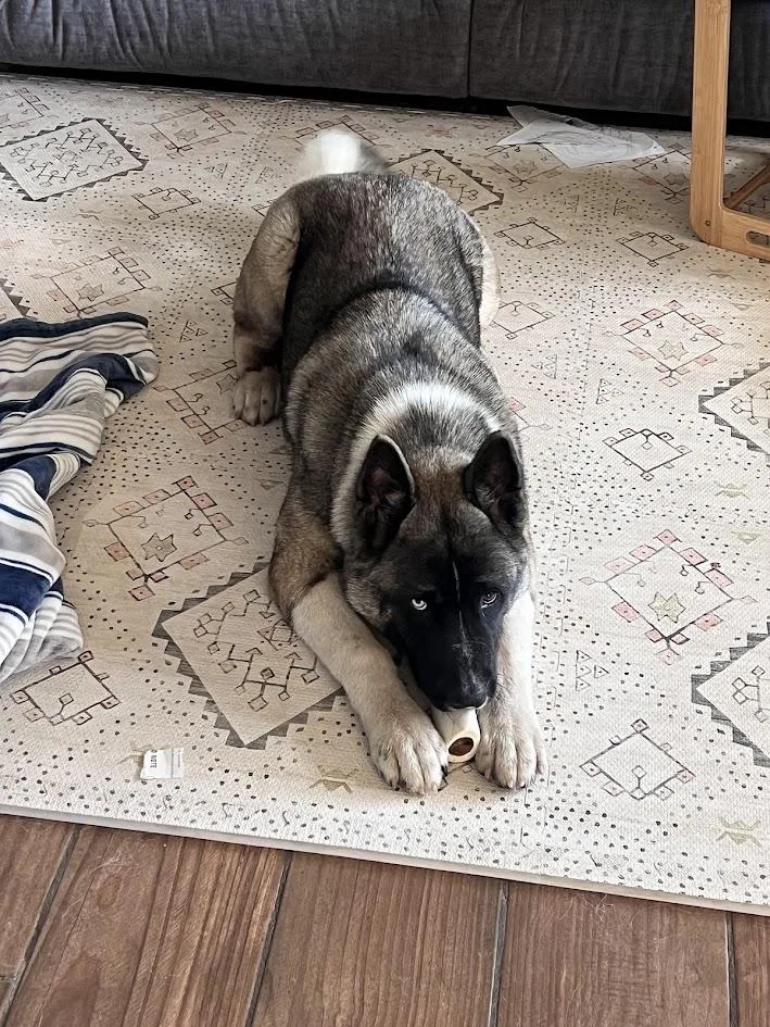 A young large-sized male Tricolor (Brown, Black, & White) Akita dog named Found Akita Mix On for adoption in San Francisco, CA