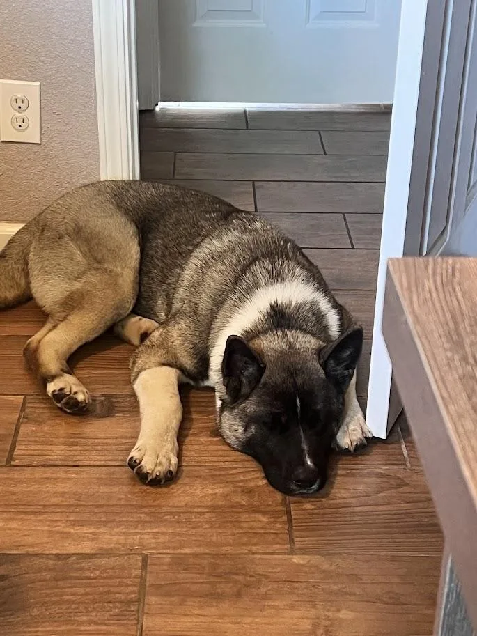 Found Akita Mix On thumbnail 2
