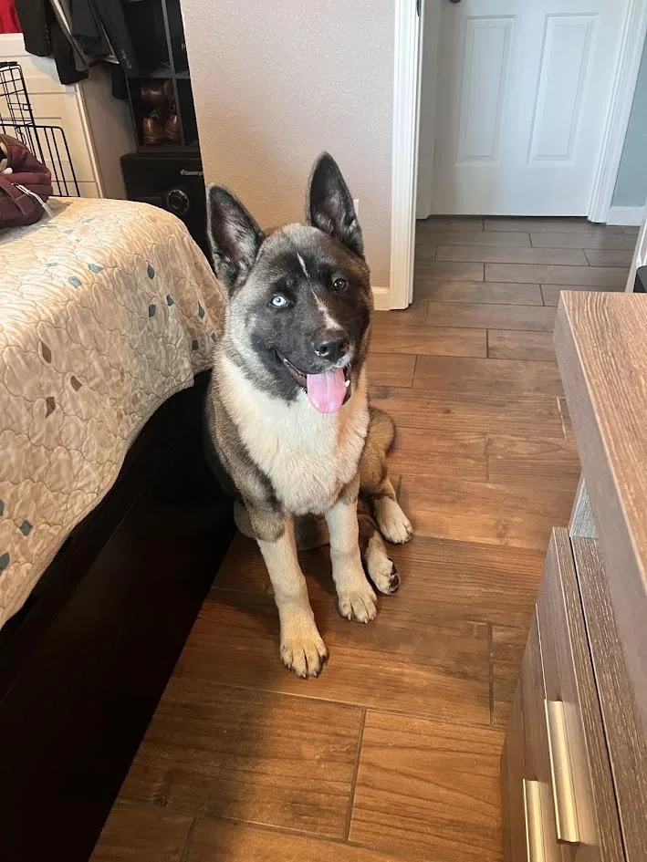 Found Akita Mix On thumbnail 3
