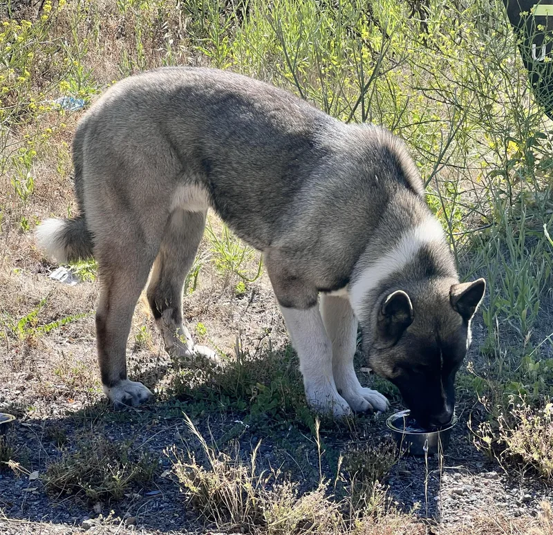 Found Akita Mix On thumbnail 4