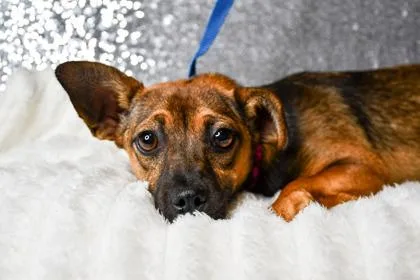 A baby small-sized female Chihuahua dog named Buzzalita for adoption in Yakima, WA