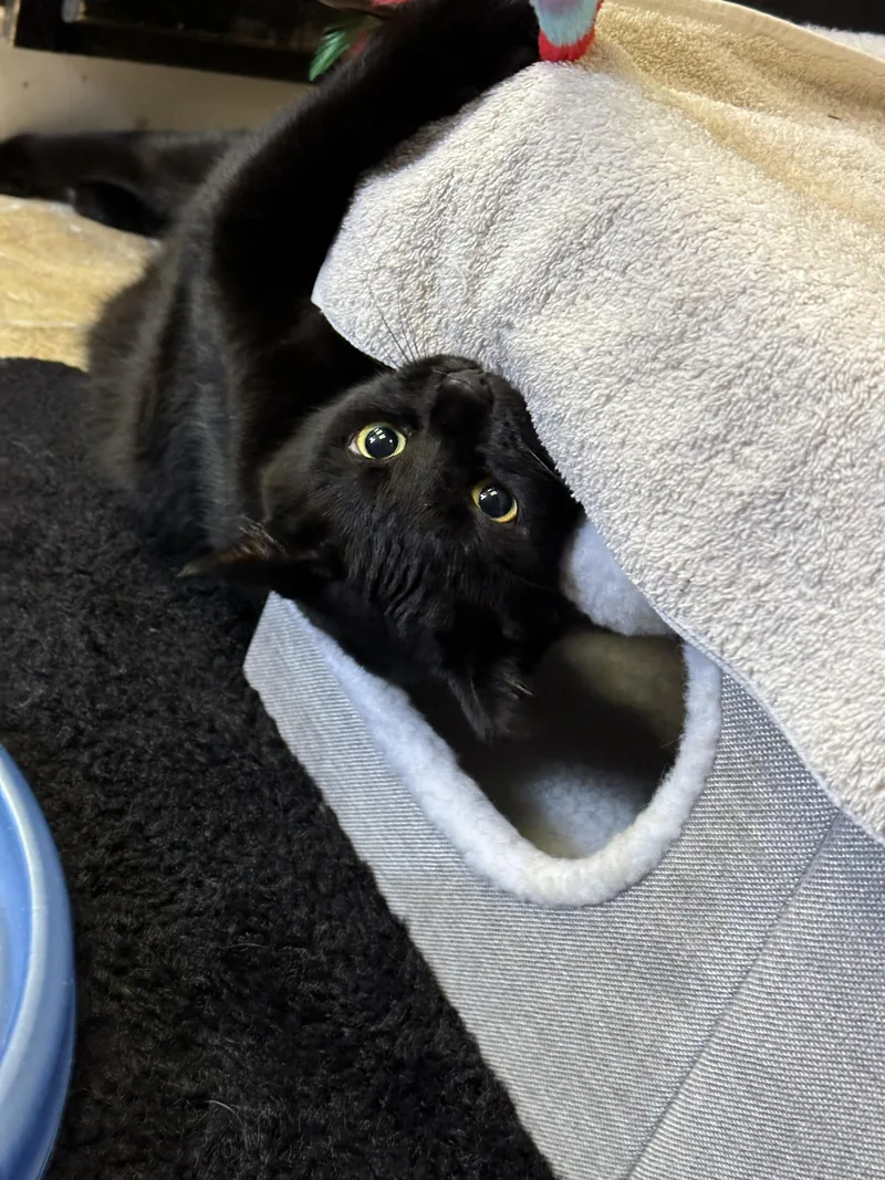An adult large-sized male Black Domestic Short Hair cat named Johnny for adoption in Crystal Lake, IL