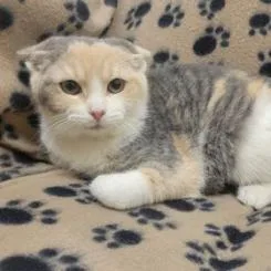 An adult large-sized female Gray / Blue / Silver Domestic Short Hair cat named Mara for adoption in Waynesboro, PA