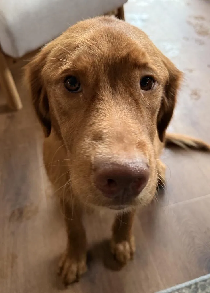 Maizie