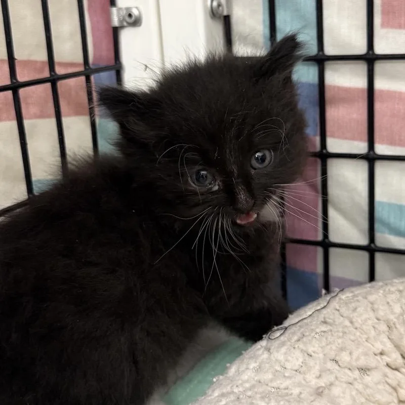 A baby small-sized female Domestic Long Hair cat named Claire for adoption in Norfolk, NE