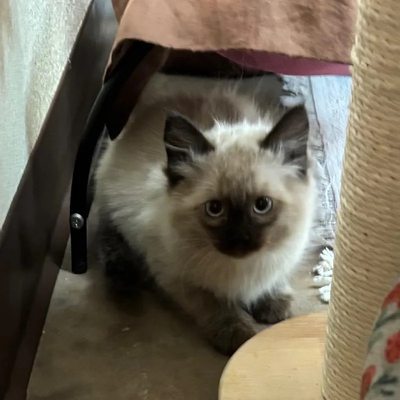 A baby small-sized male Lilac Point Domestic Long Hair cat named Daiquiri for adoption in Flagstaff, AZ