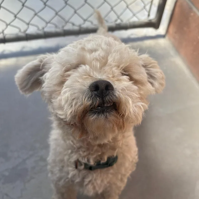 An adult small-sized female White / Cream Poodle dog named Luna for adoption in Santa Barbara, CA
