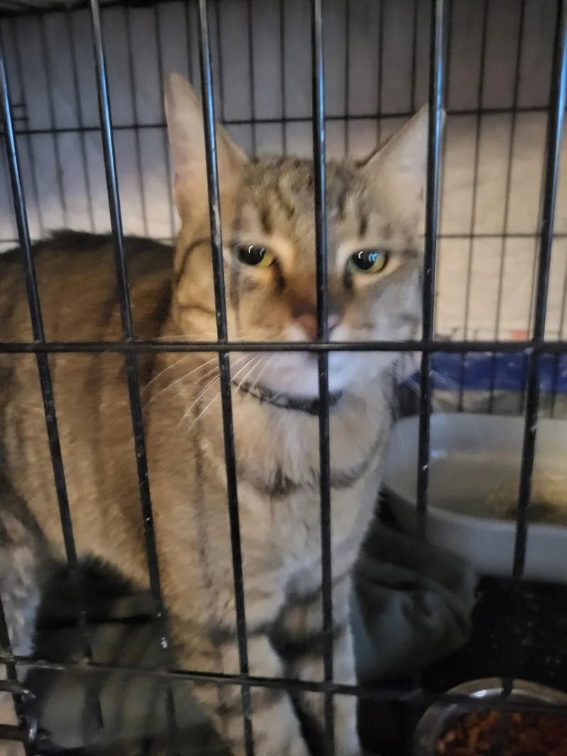 Charleston Brown thumbnail 2