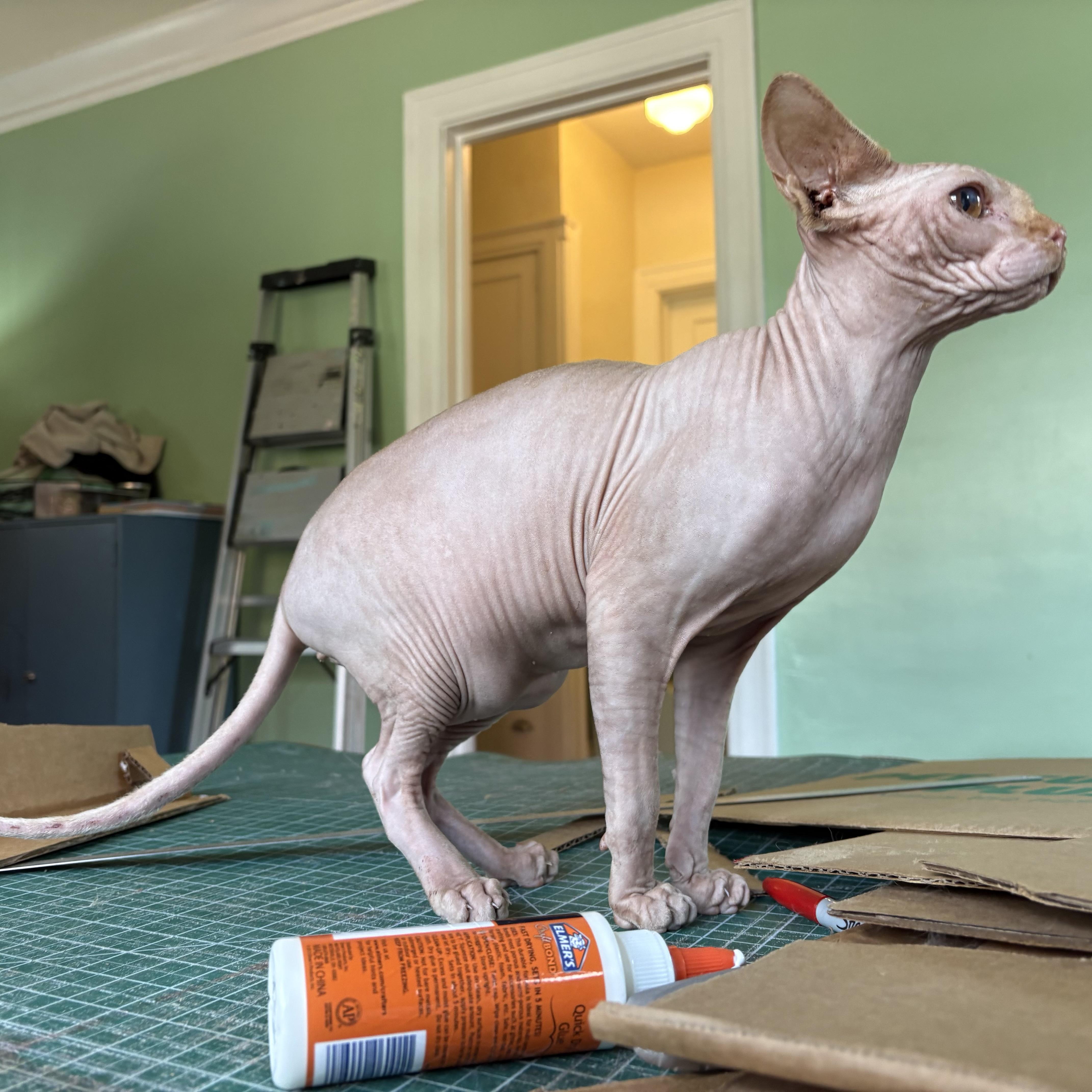 A young medium-sized male Orange / Red Sphynx / Hairless Cat cat named Snarf for adoption in Akron, OH