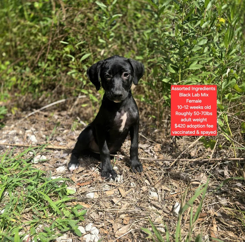 A baby large-sized female Black Labrador Retriever dog named Assorted Ingredients for adoption in Oviedo, FL