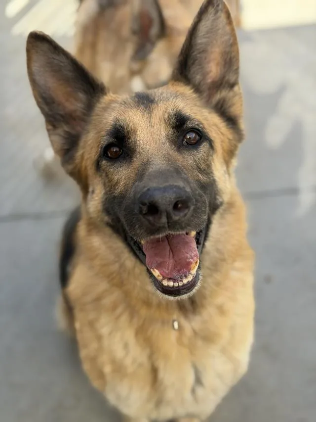 An adult large-sized female German Shepherd Dog dog named Posie for adoption in Santa Barbara, CA