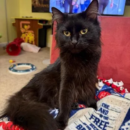 An adult small-sized female Domestic Medium Hair cat named Fancy for adoption in Wheaton, IL