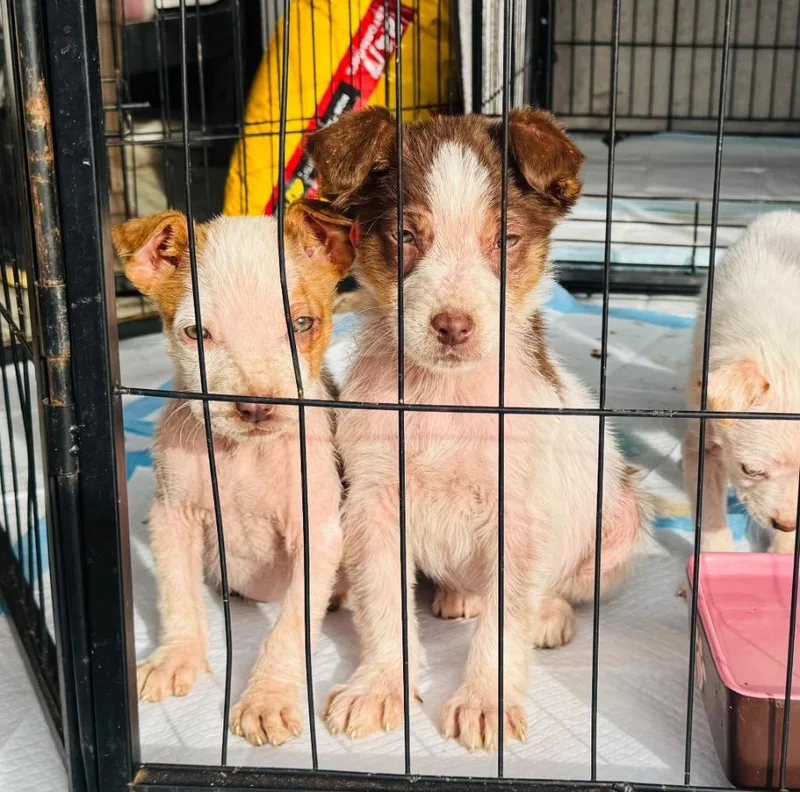 Lady Cluck thumbnail 2