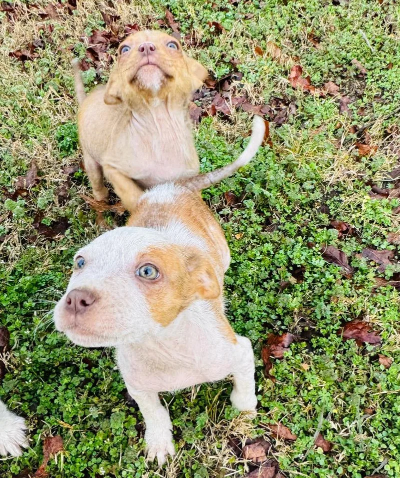 Lady Cluck thumbnail 3