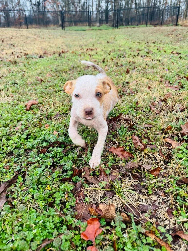 Lady Cluck thumbnail 4