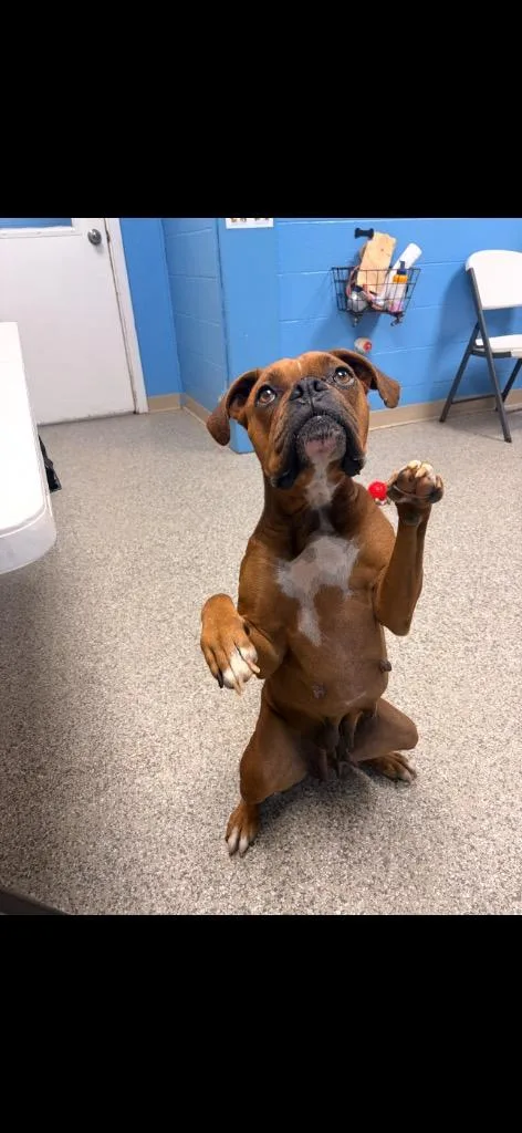 An adult large-sized female Boxer dog named Lulu Boxer for adoption in Blountville, TN