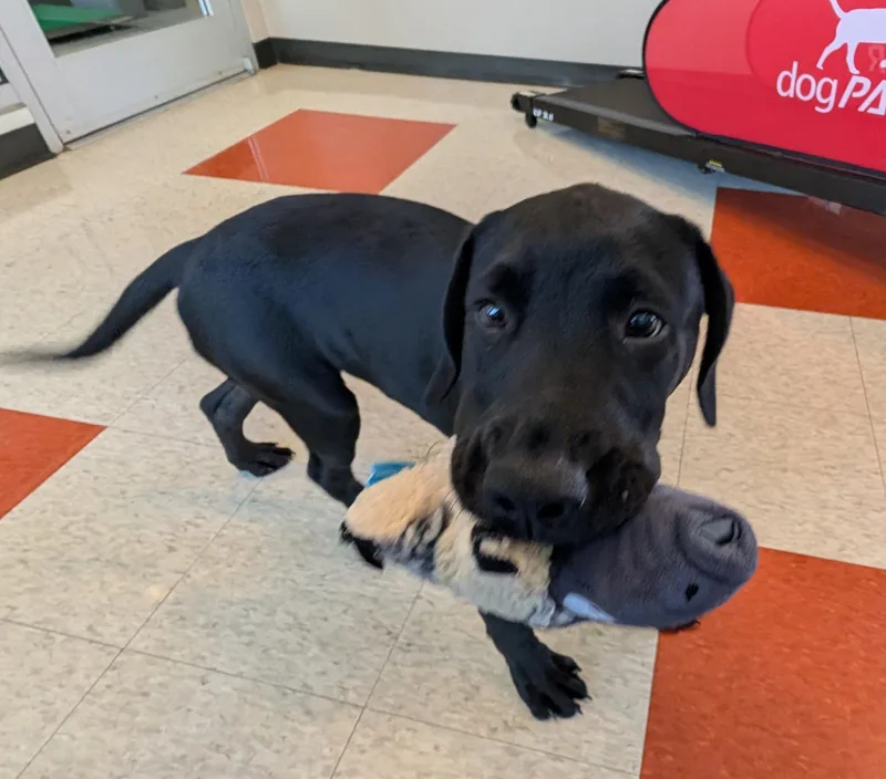 A baby large-sized male Labrador Retriever dog named Messi A for adoption in Plano, TX