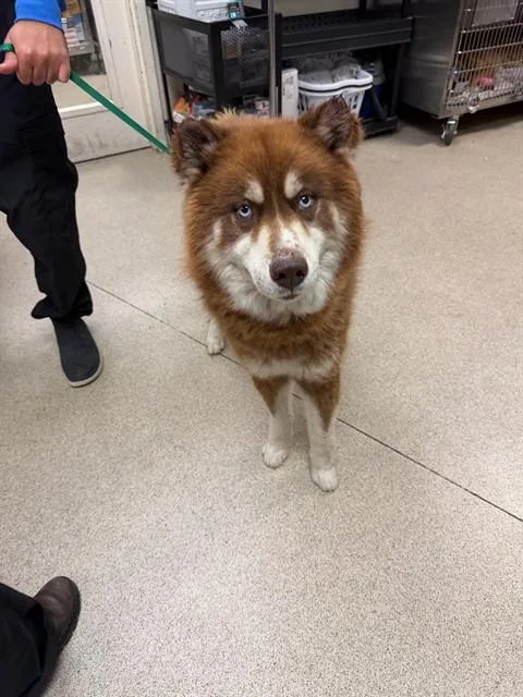 An adult large-sized male Siberian Husky dog named Taz for adoption in Riverside, CA