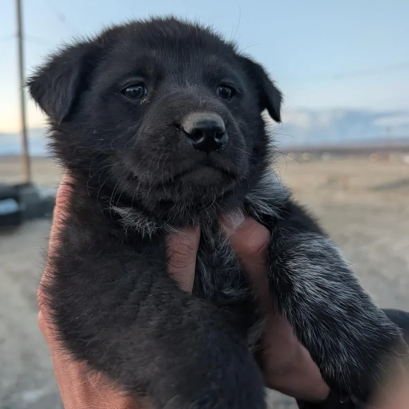 Chuck Roast thumbnail 2