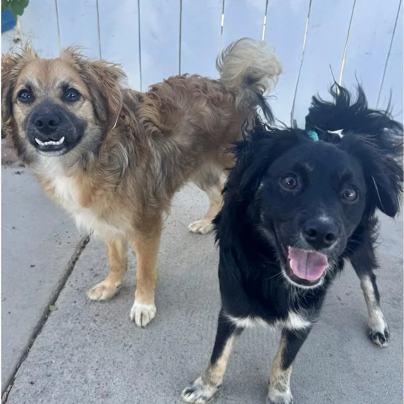 Rocco & Roxie thumbnail 2