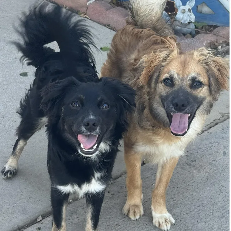 Rocco & Roxie thumbnail 3