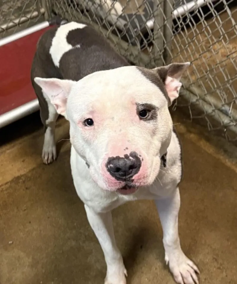 An adult large-sized male White / Cream American Bully dog named Barry HOLD for adoption in Canton, OH