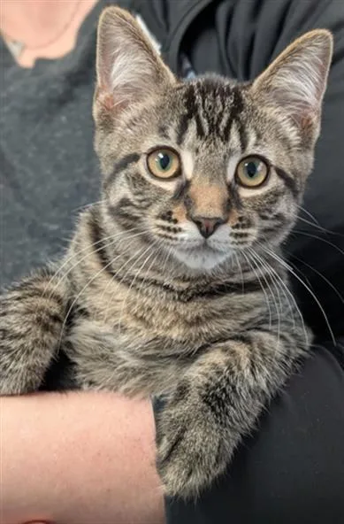 A baby small-sized male Domestic Short Hair cat named Fisher for adoption in Canfield, OH