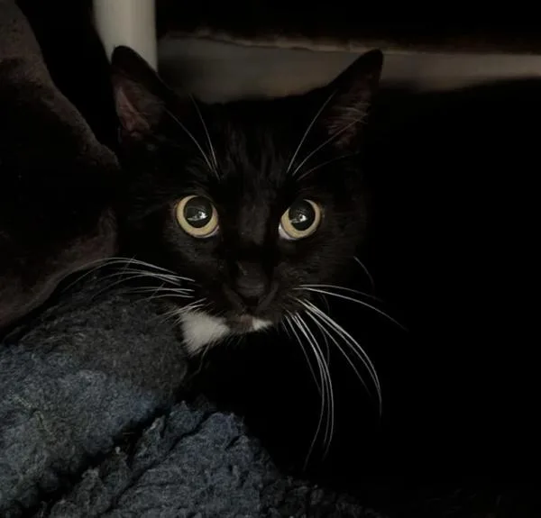 A senior small-sized female Domestic Short Hair cat named Java for adoption in Sherwood, OR