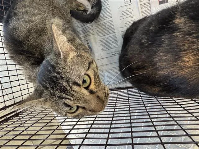 A young small-sized male Domestic Short Hair cat named Paula for adoption in San Antonio, TX