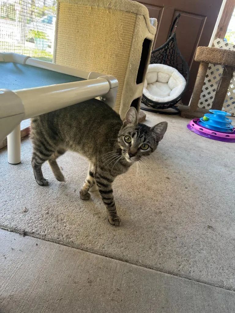 A young small-sized female Domestic Short Hair cat named Daphnie for adoption in Berlin, MD