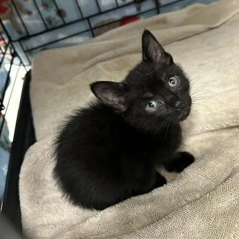 A baby small-sized male Black Domestic Short Hair cat named Kindred for adoption in Indianapolis, IN