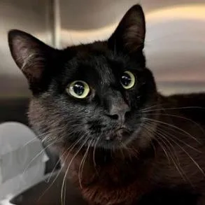 An adult small-sized male Domestic Short Hair cat named Lexus for adoption in Burlington, WA