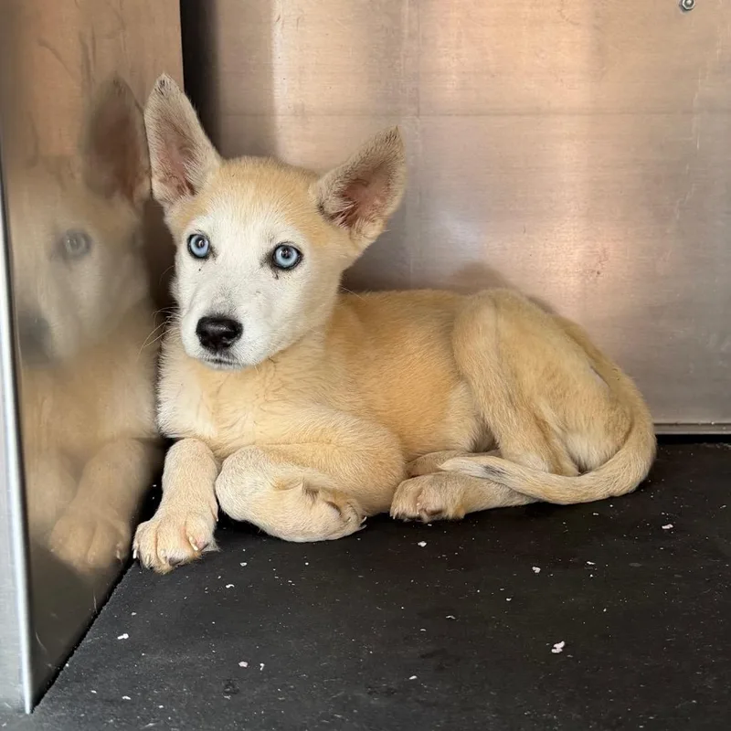 A baby small-sized female White / Cream Husky dog named Jalisa for adoption in Birmingham, AL