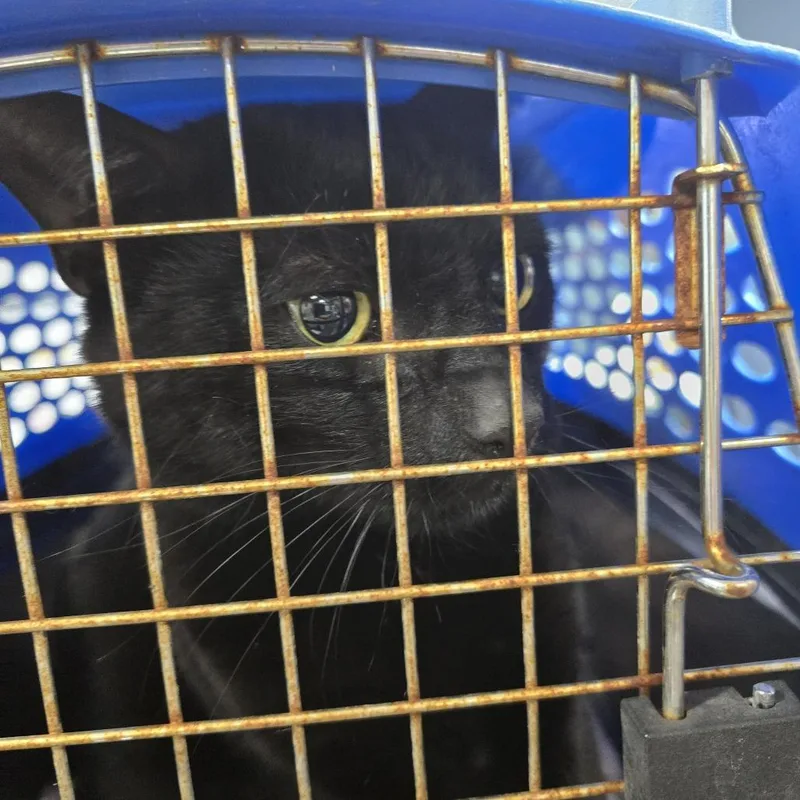 A baby large-sized male Black Domestic Short Hair cat named Ticker for adoption in Newark, NJ