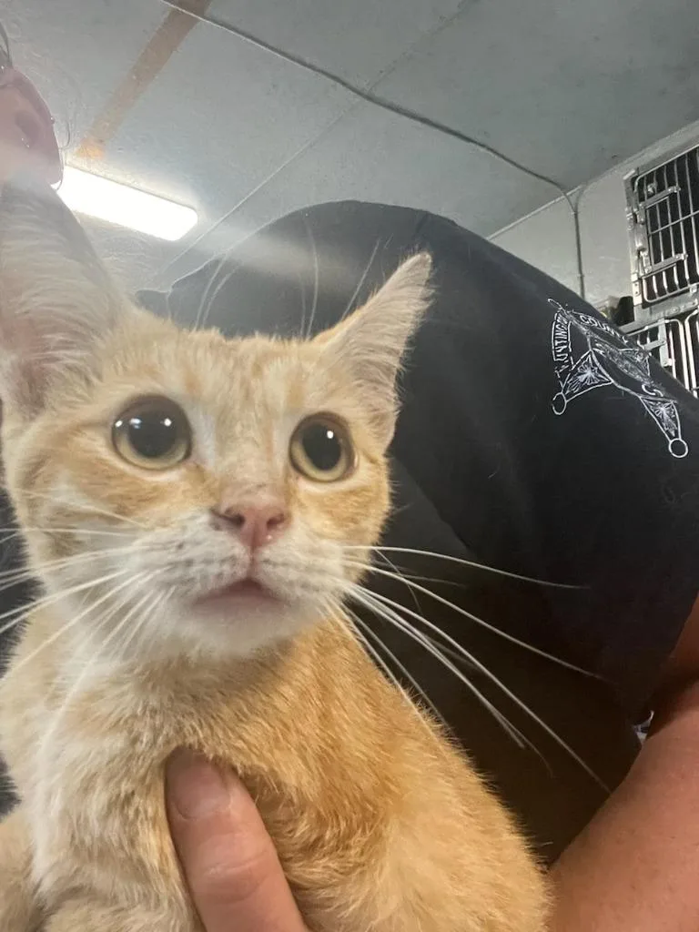 A young medium-sized male Domestic Short Hair cat named Styles for adoption in Huntington, IN