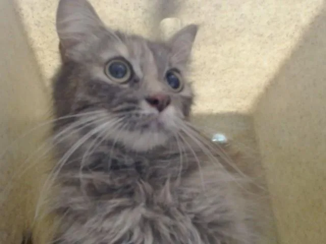 An adult small-sized female Domestic Medium Hair cat named A for adoption in Moreno Valley, CA