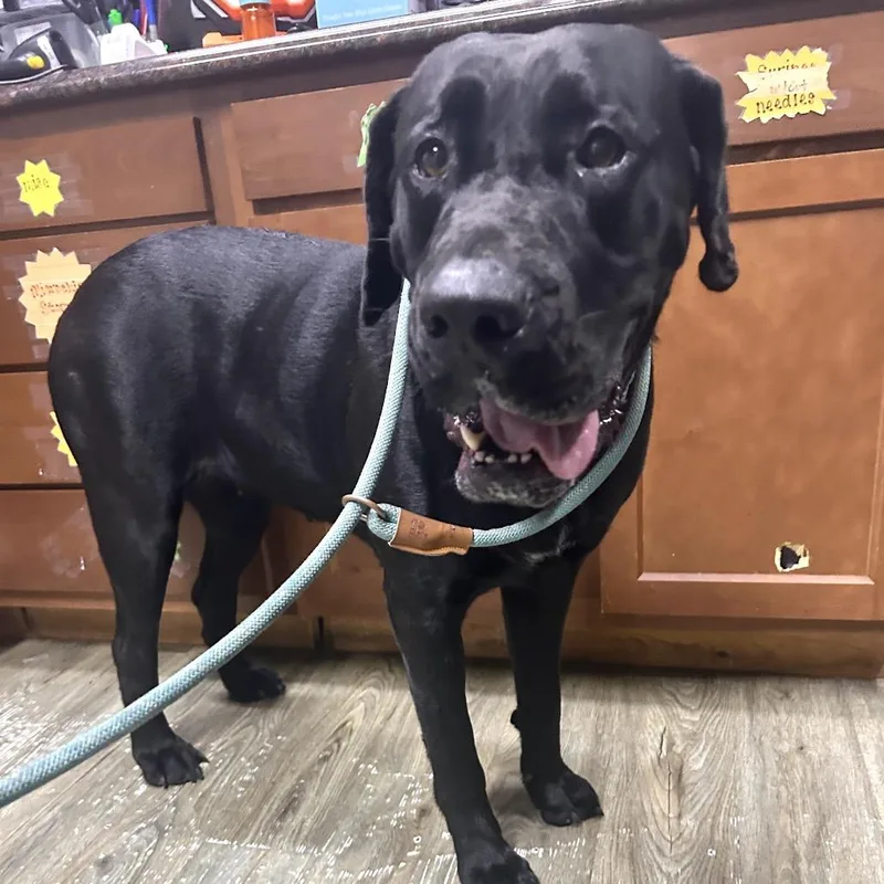 An adult large-sized female Black Mastiff dog named Magestic for adoption in Summerville, SC