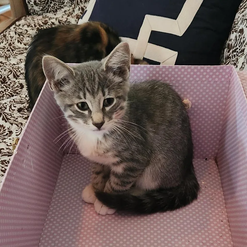 A young medium-sized male Gray & White Domestic Short Hair cat named Iceberg for adoption in Evanston, IL