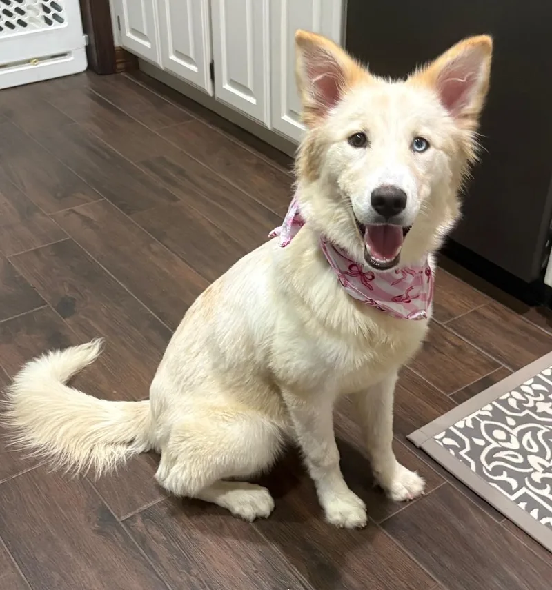 A young medium-sized female Siberian Husky dog named Liberty for adoption in Lavon, TX