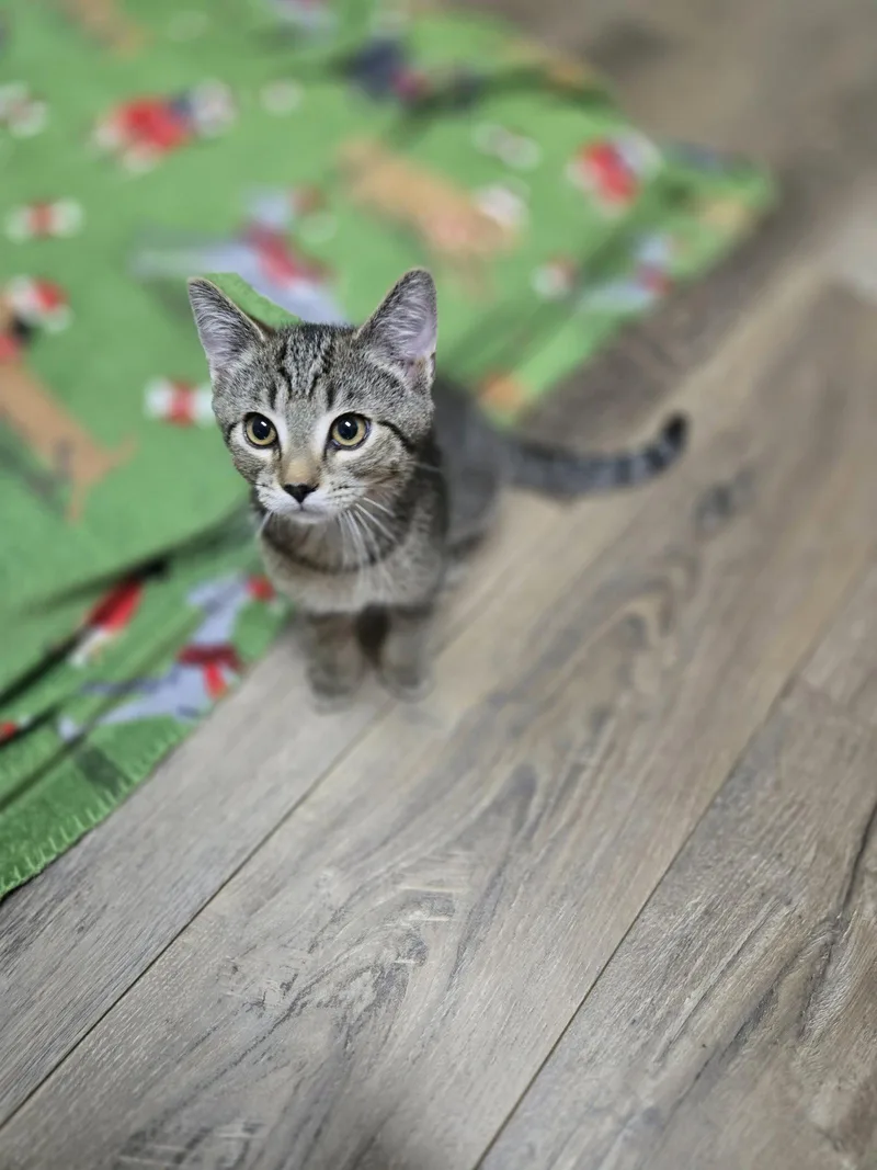 A young small-sized male Domestic Short Hair cat named Goose for adoption in Columbus, OH