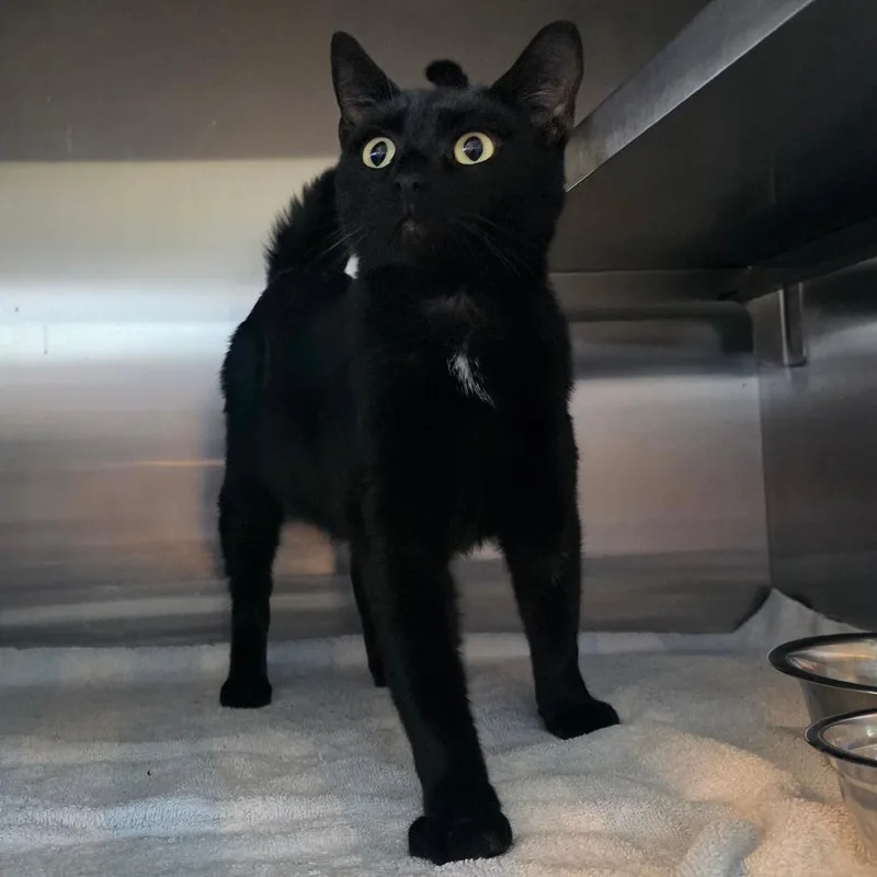 An adult medium-sized male Domestic Short Hair cat named Magnemite for adoption in Bristol, IN