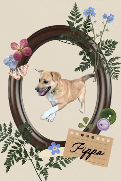 A baby small-sized female Mixed Breed dog named Pippa for adoption in Wilkesboro, NC