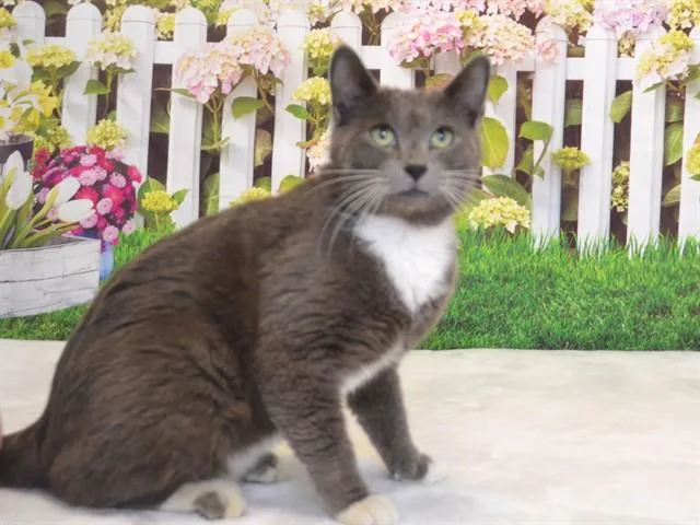 An adult small-sized male Domestic Short Hair cat named Thomas for adoption in Oroville, CA